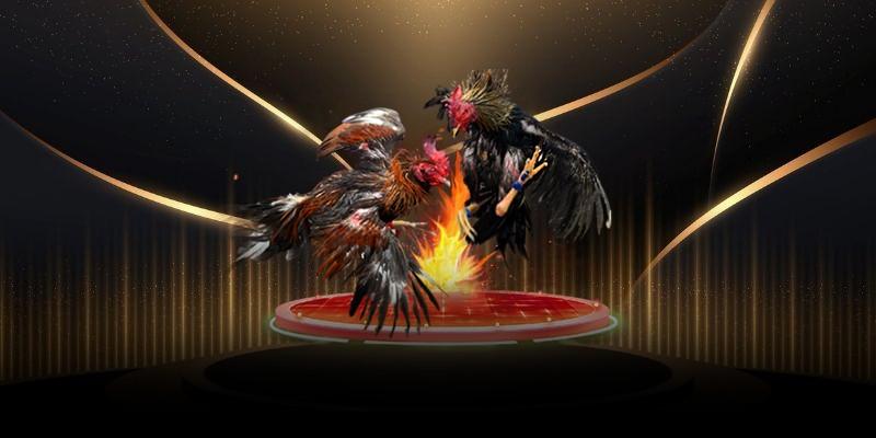 Đá gà cựa sắt - One88 mang đến trải nghiệm cá cược đỉnh cao