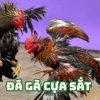 Đá gà cựa sắt - mang đến trải nghiệm đỉnh cao