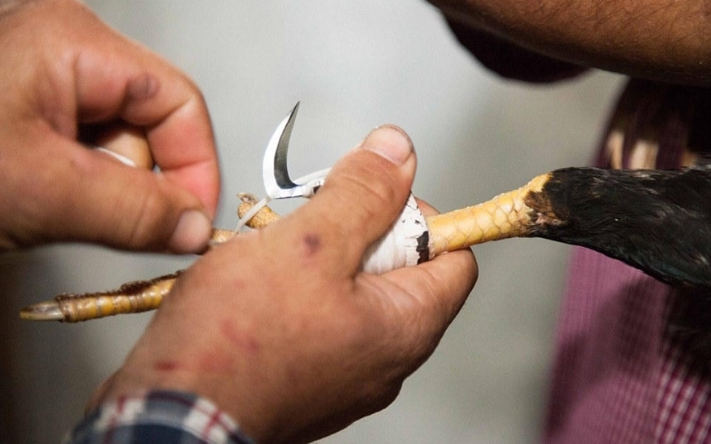 Phân tích sức hút của đá gà cựa dao Philippines trong khu vực Đông Nam Á.