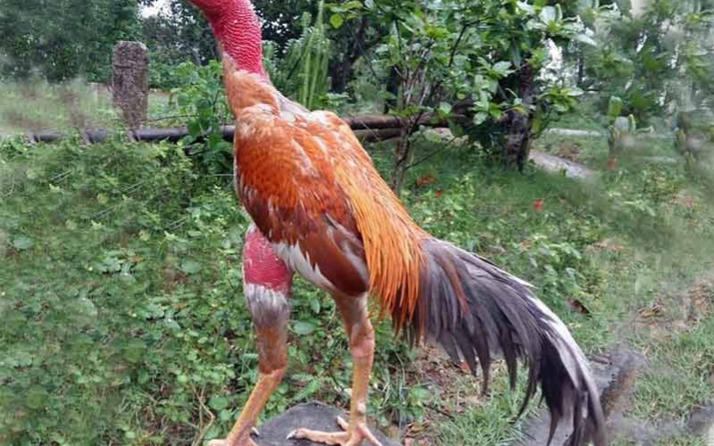 Cách chọn gà chọi hay qua hình dáng vảy