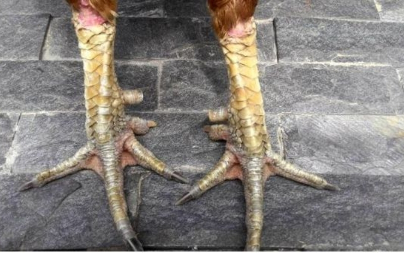 Cách nhận biết vảy gà xấu nên tránh